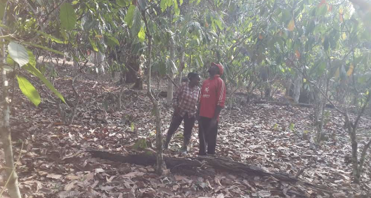Rising Prices in the Cocoa Market